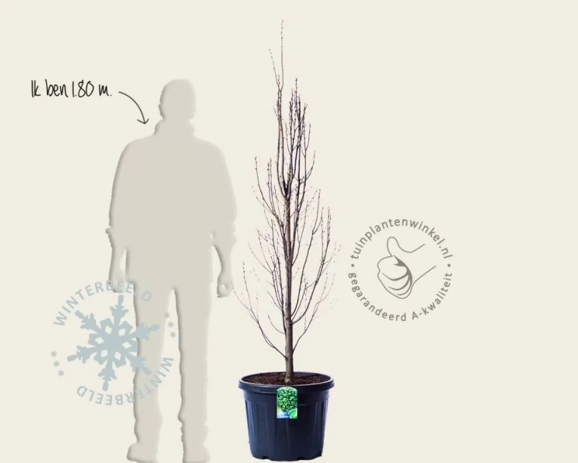 Carpinus betulus 'Monumentalis'
