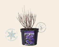 Caryopteris x clandonensis 'Grand Blue'