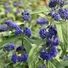 Caryopteris x clandonensis 'Heavenly Blue'