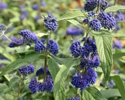 Caryopteris x clandonensis 'Heavenly Blue'