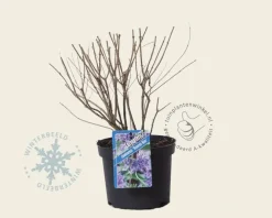 Caryopteris x clandonensis 'Heavenly Blue'