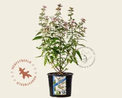 Caryopteris x clandonensis 'Pink Perfection'