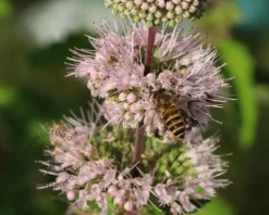 Caryopteris x clandonensis 'Pink Perfection'