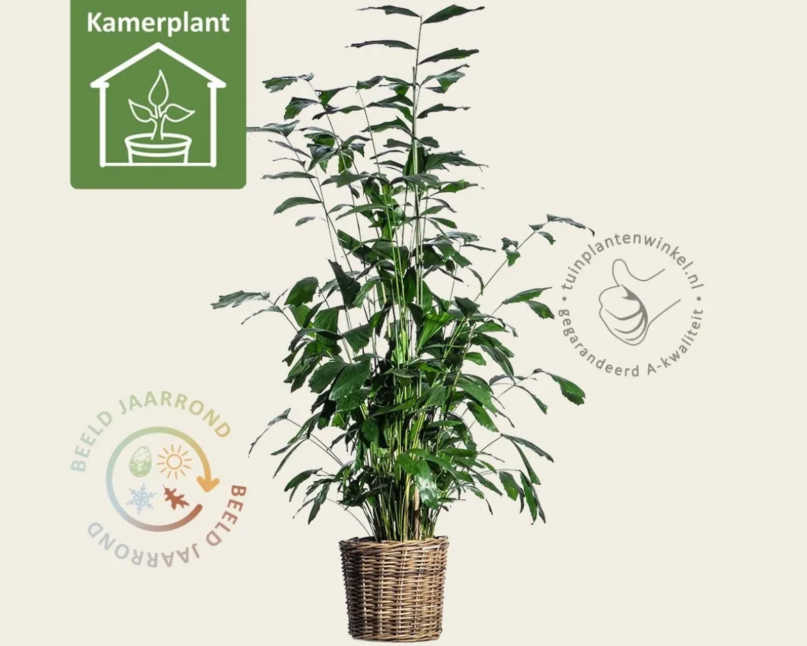 Caryota mitis