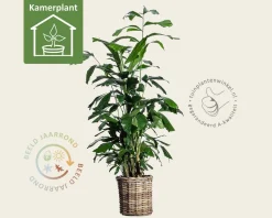 Caryota mitis