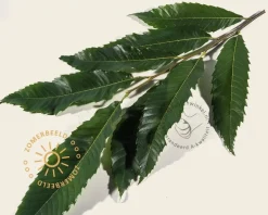 Castanea sativa