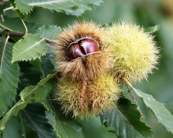 Castanea sativa