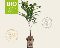 Castanea sativa - BIO mini