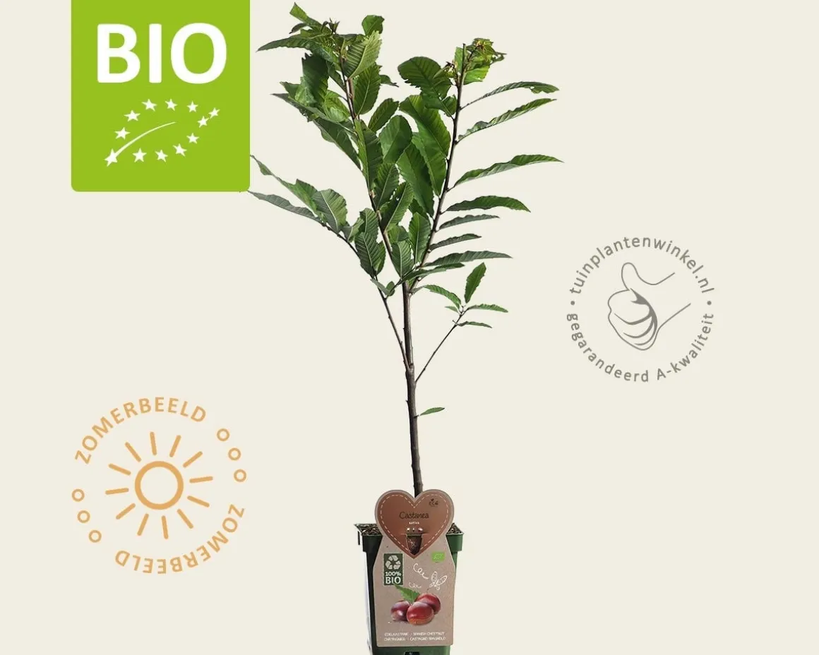 Castanea sativa - BIO mini