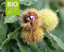Castanea sativa - BIO mini