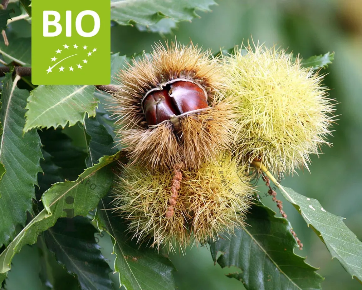 Castanea sativa - BIO mini