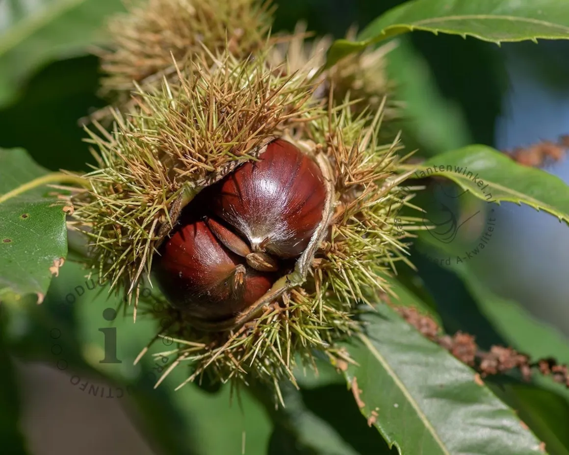 Castanea sativa 'Lyon'