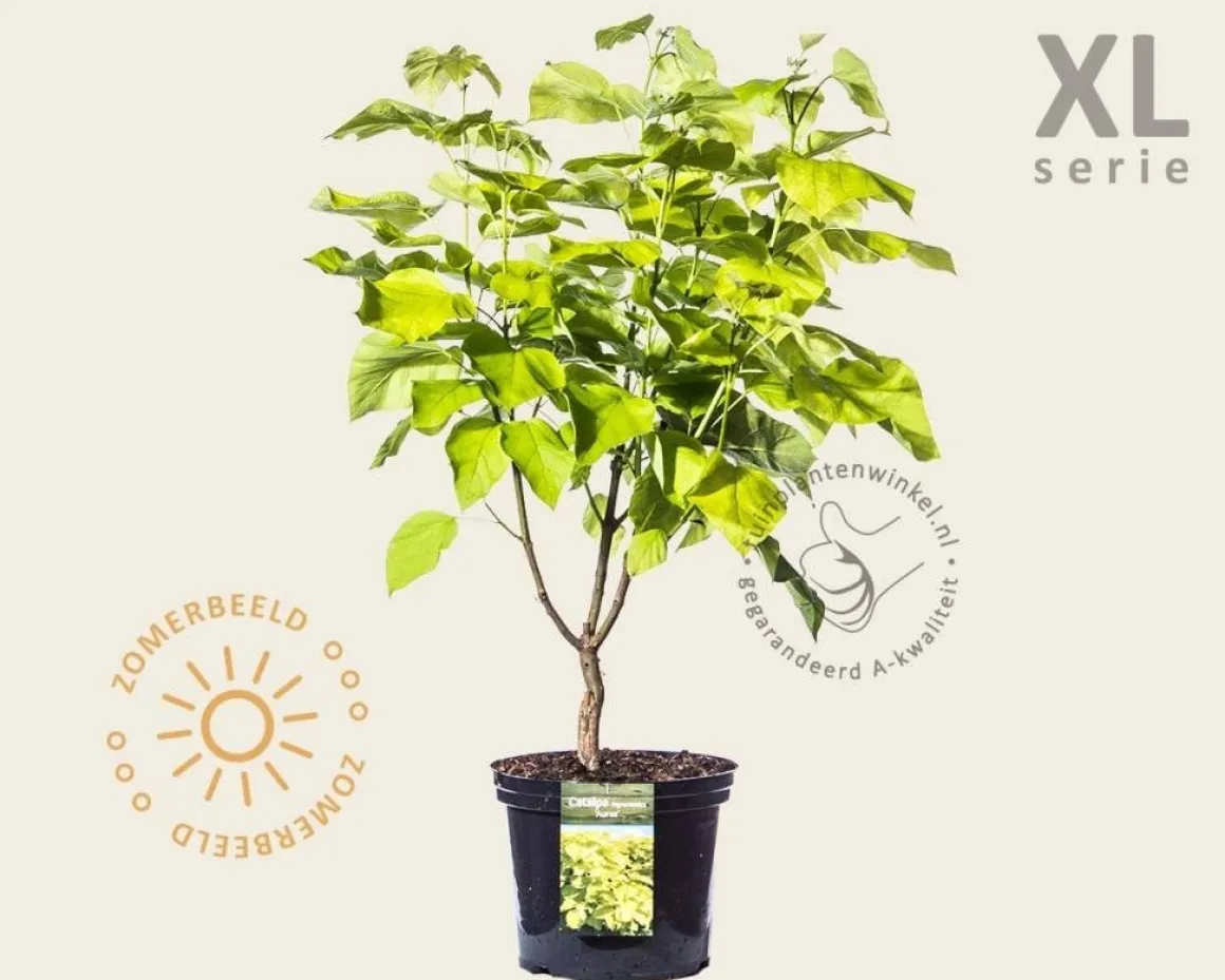 Catalpa bignonioides 'Aurea' - XL