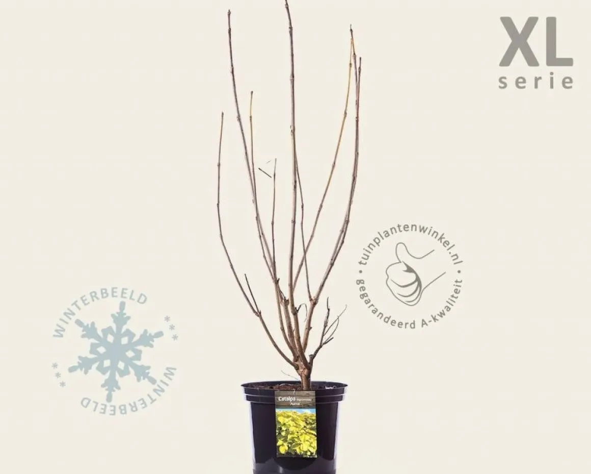 Catalpa bignonioides 'Aurea' - XL