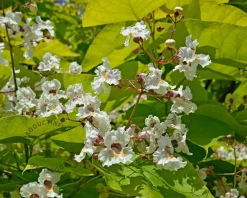 Catalpa bignonioides 'Aurea' - XL+
