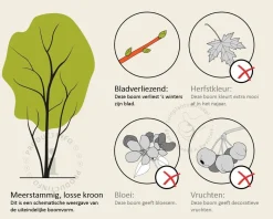 Catalpa bignonioides 'Aurea' - XL+