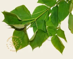 Catalpa bignonioides 'Nana' - 180 cm stam