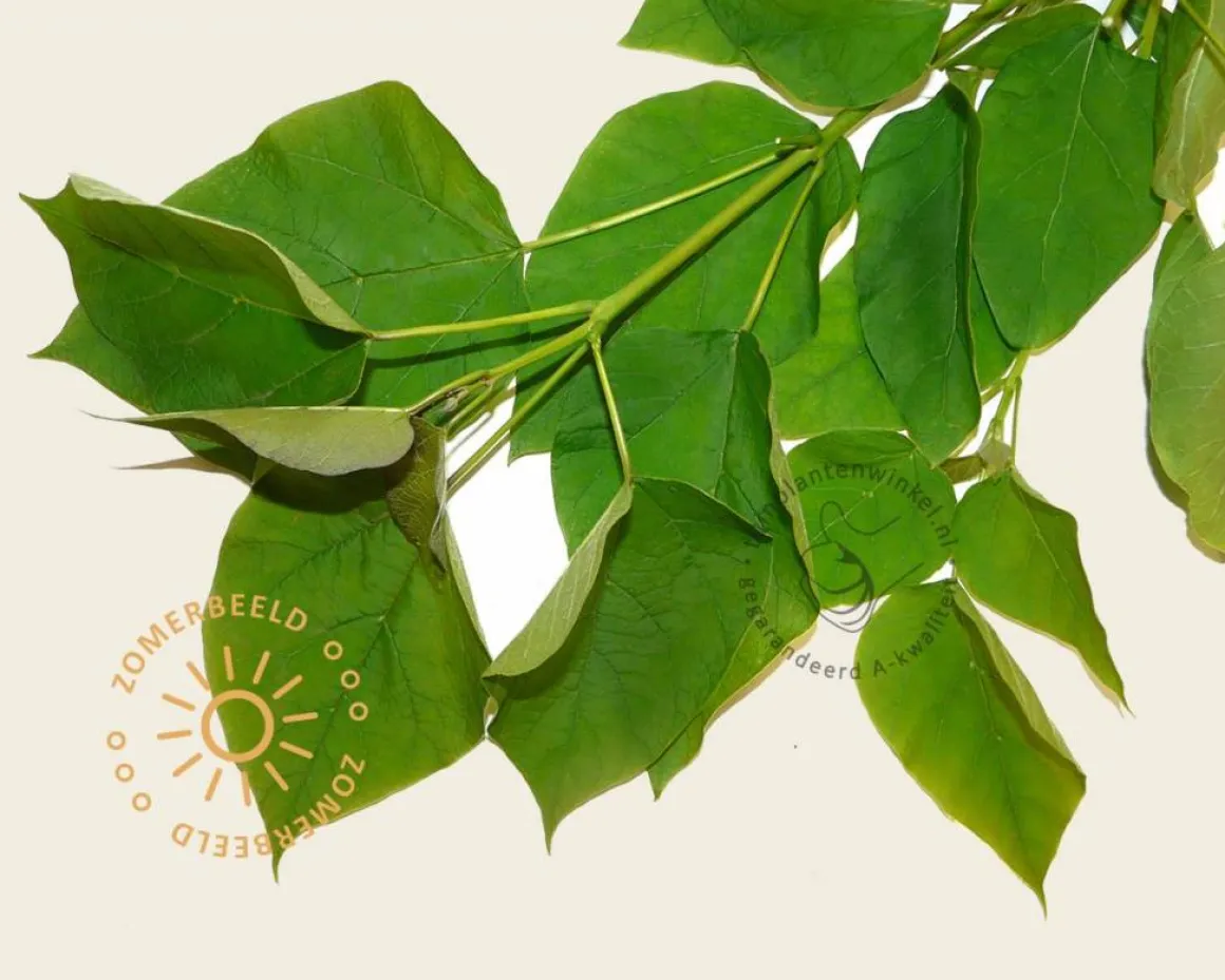 Catalpa bignonioides 'Nana' - 200 cm stam