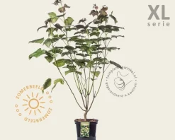 Catalpa erubescens 'Purpurea' - XL