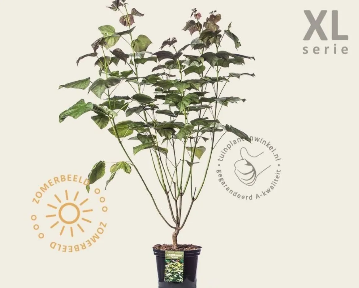 Catalpa erubescens 'Purpurea' - XL