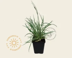 Catananche caerulea
