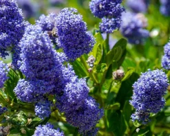 Ceanothus arboreus 'Trewithen Blue'