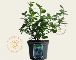 Ceanothus arboreus 'Trewithen Blue'