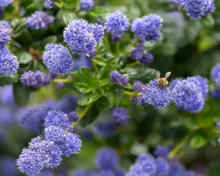 Ceanothus impressus 'Victoria' - 60 cm stam