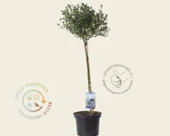 Ceanothus impressus 'Victoria' - 60 cm stam