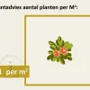 Ceanothus thyrsiflorus var repens - 60 cm stam