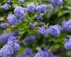 Ceanothus thyrsiflorus var repens - 60 cm stam