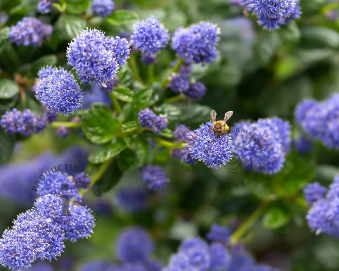 Ceanothus thyrsiflorus var repens - 60 cm stam