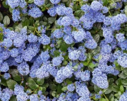 Ceanothus thyrsiflorus var. repens