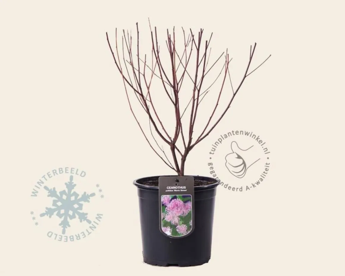Ceanothus x pallidus 'Marie Simon'