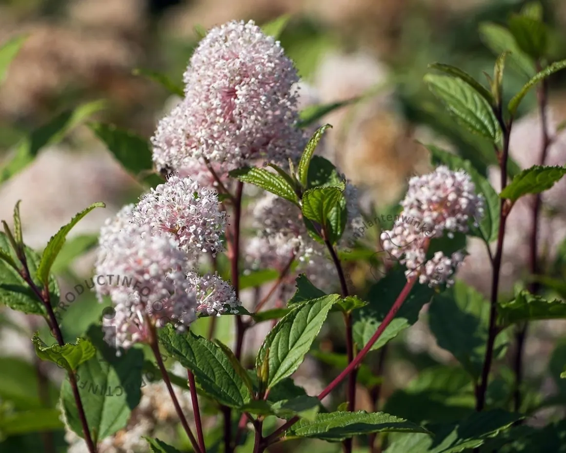Ceanothus x pallidus 'Marie Simon'