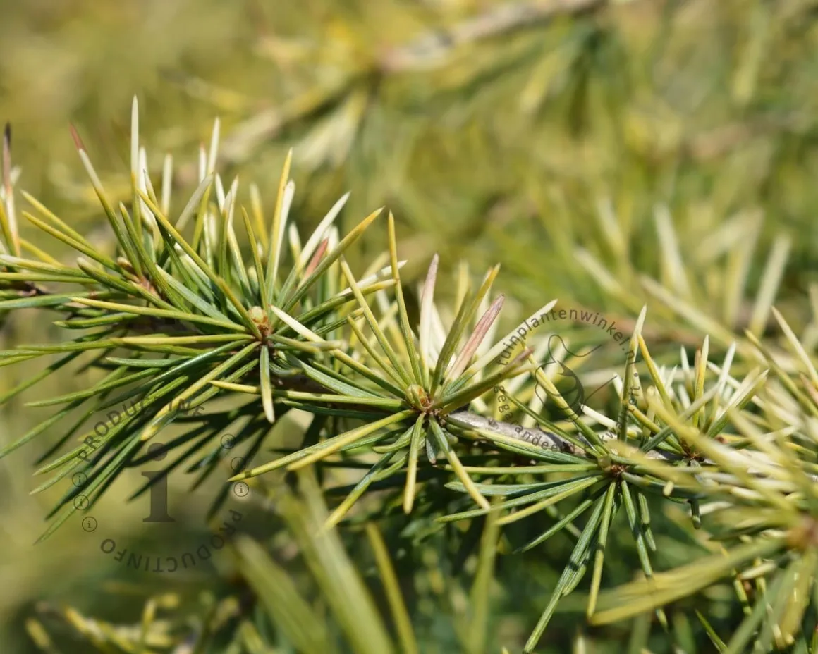 Cedrus deodara 'Aurea'