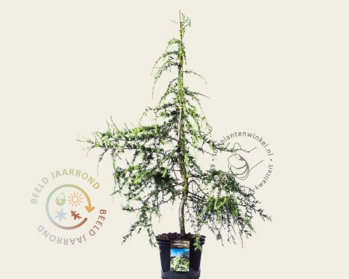 Cedrus deodara 'Aurea'