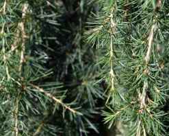 Cedrus deodara 'Feelin Blue' - 40 cm stam