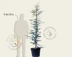 Cedrus libani 'Glauca'