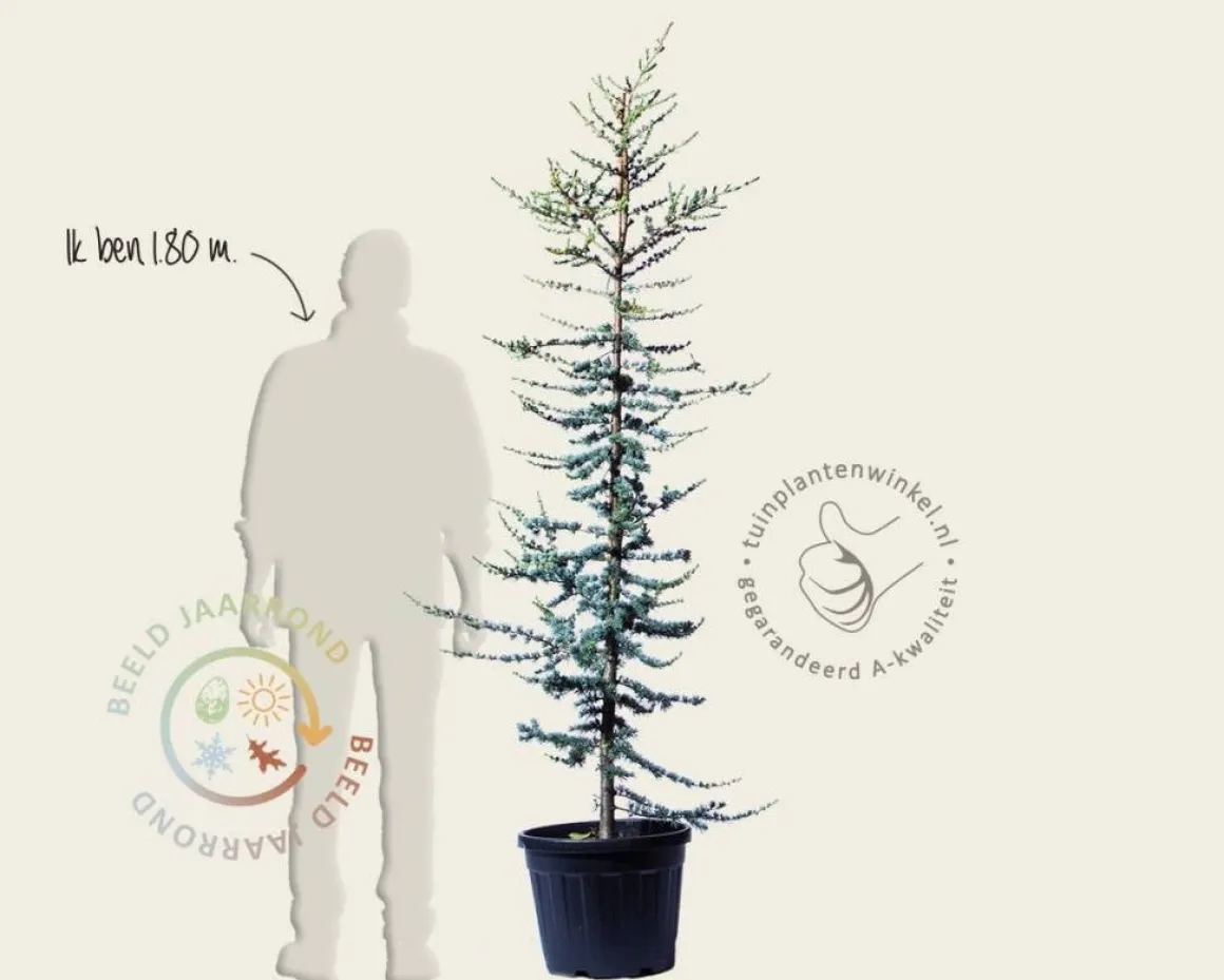 Cedrus libani 'Glauca'