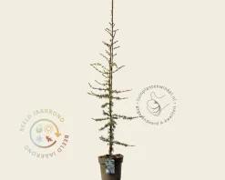 Cedrus libani 'Glauca'