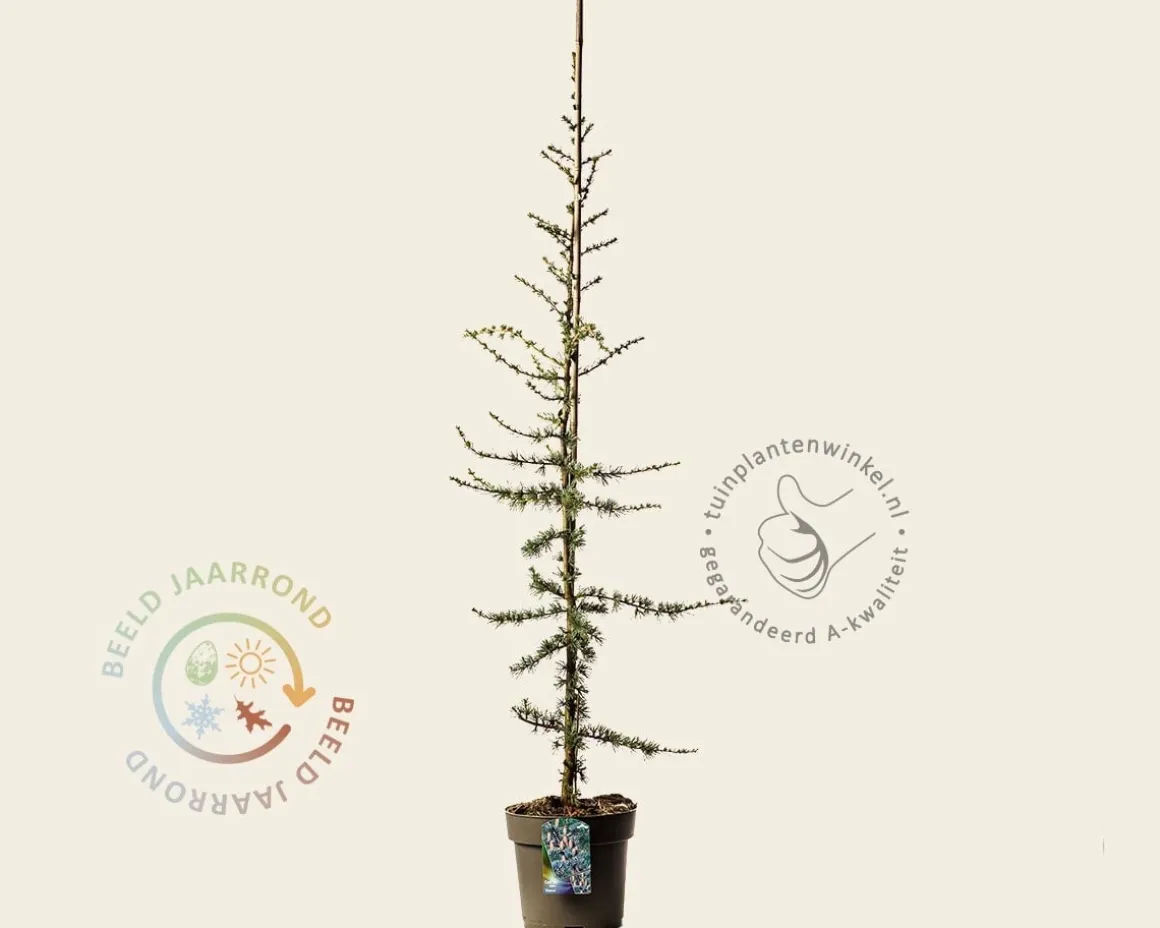 Cedrus libani 'Glauca'