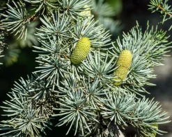 Cedrus libani 'Glauca'