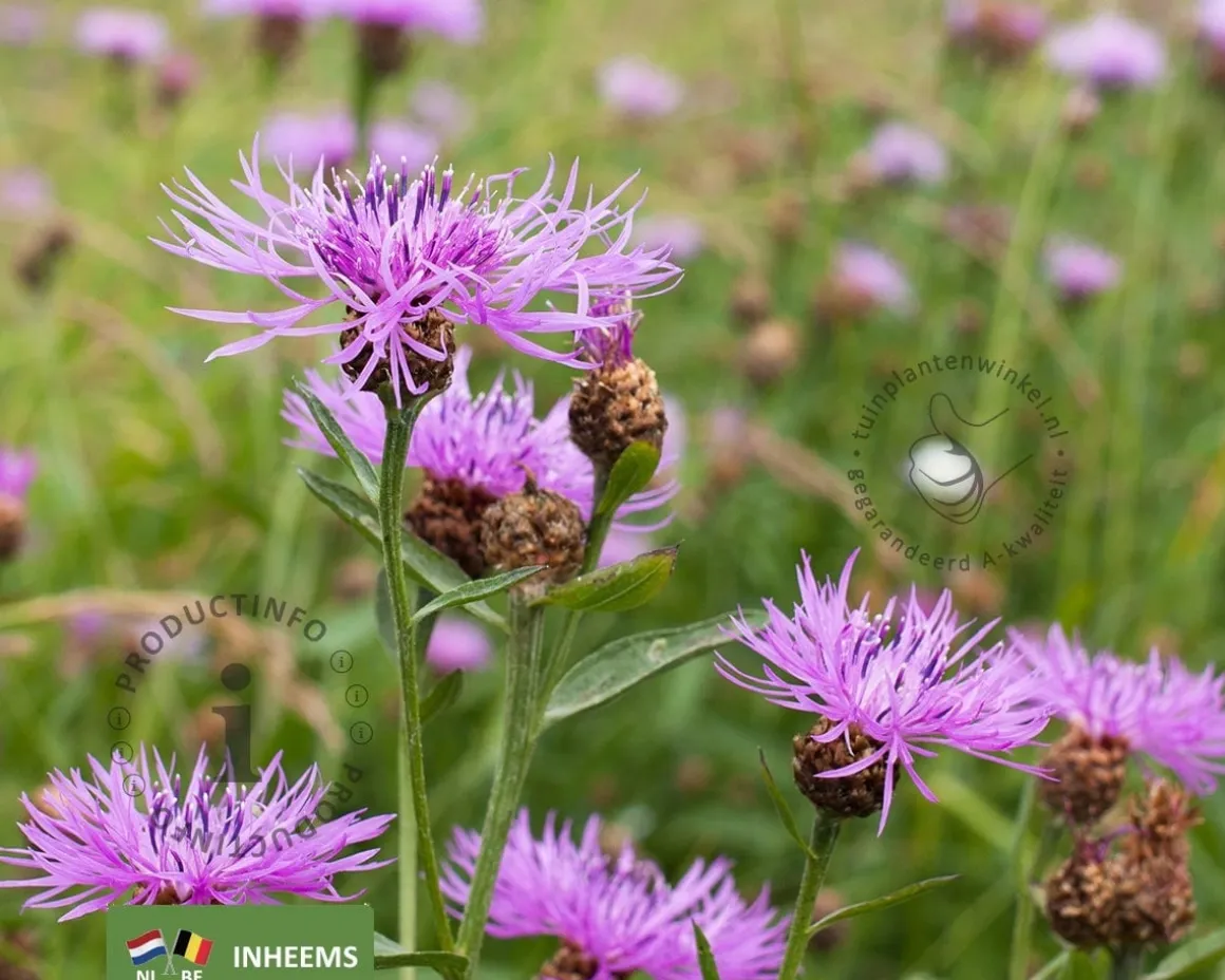 Centaurea jacea