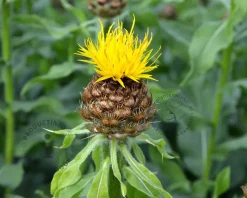 Centaurea macrocephala