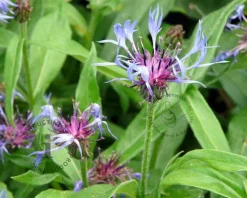 Centaurea montana 'Grandiflora'