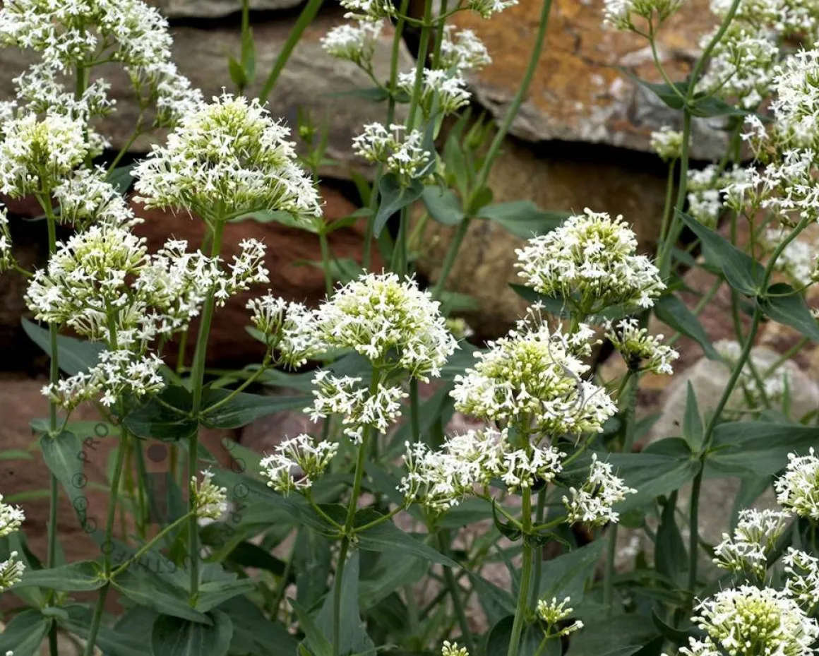 Centranthus ruber 'Albus'