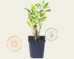 Centranthus ruber 'Albus'