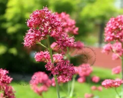 Centranthus ruber 'Coccineus'