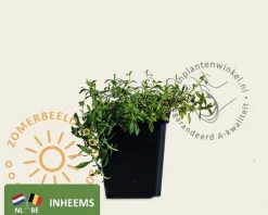 Cerastium arvense